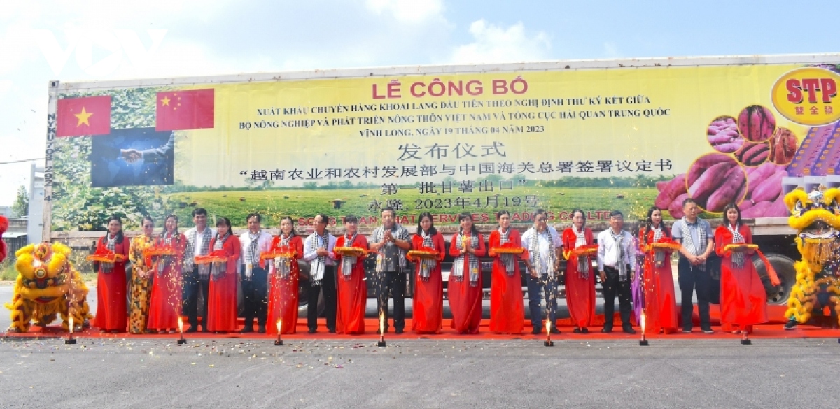 Xuất khẩu chính ngạch lô khoai lang đầu tiên đến thị trường Trung Quốc