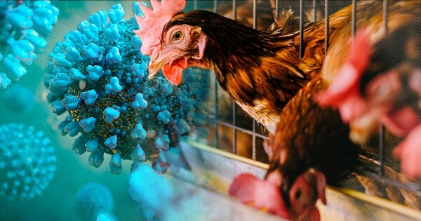 WHO cảnh báo, biến thể mới cúm gia cầm H5N1 gây tử vong cao ở người