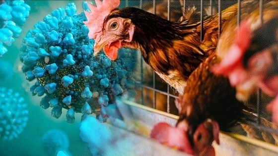 WHO cảnh báo, biến thể mới cúm gia cầm H5N1 gây tử vong cao ở người