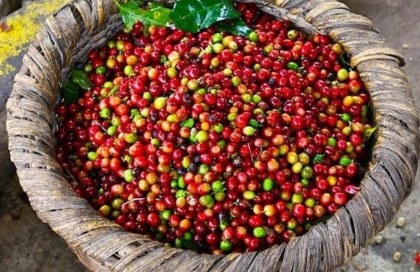 Giá cà phê hôm nay 3/5: Thị trường thế giới điều chỉnh tăng