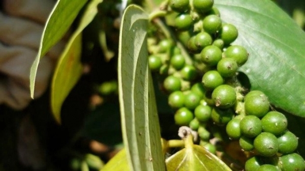 Giá tiêu hôm nay 3/5: Xu hướng đi ngang