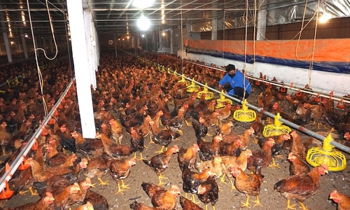 Ngành chăn nuôi gia cầm kiến nghị nhiều giải pháp cấp bách Ngành chăn nuôi gia cầm kiến nghị nhiều giải pháp cấp bách