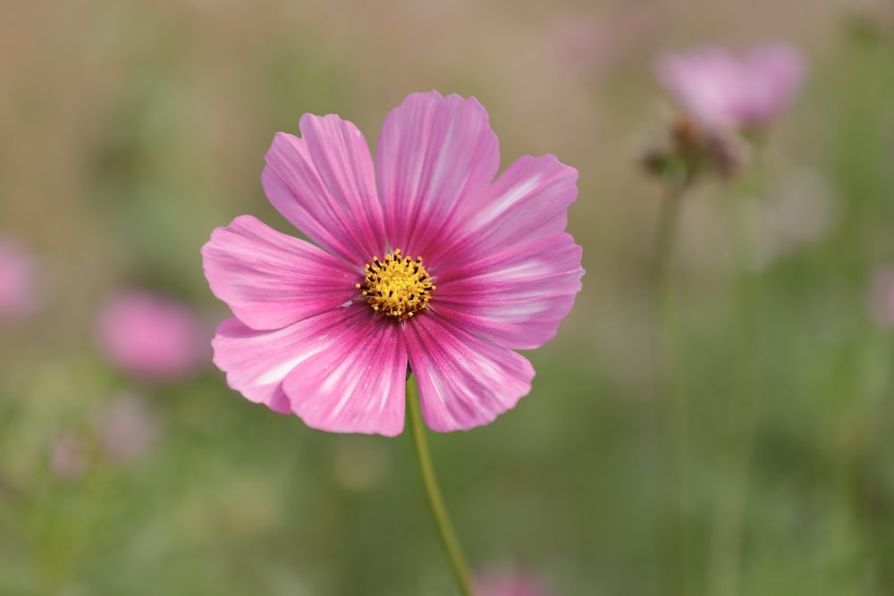 Tử vi ngày 20/5/2023: Tuổi Mão quý nhân đứng sau, tuổi Mùi để người qua mặt Tử vi ngày 20/5/2023: Tuổi Mão quý nhân đứng sau, tuổi Mùi để người qua mặt