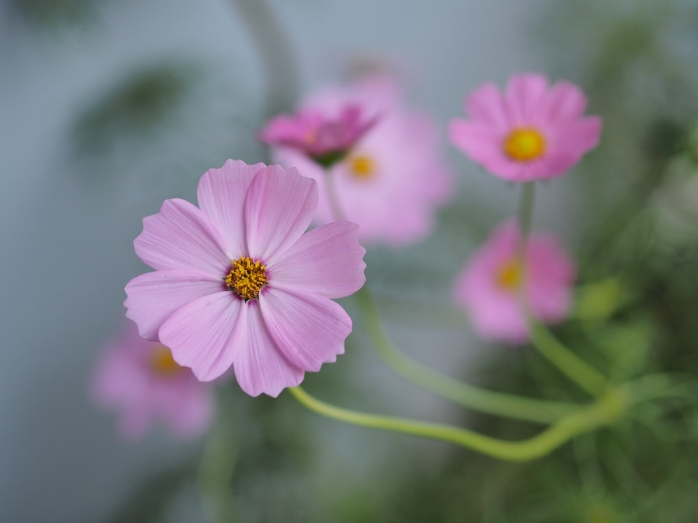 Tử vi ngày 20/5/2023: Tuổi Mão quý nhân đứng sau, tuổi Mùi để người qua mặt Tử vi ngày 20/5/2023: Tuổi Mão quý nhân đứng sau, tuổi Mùi để người qua mặt