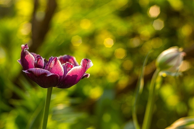 Tử vi ngày 22/5/2023: Tuổi Thìn suy nghĩ bi quan, tuổi Dậu đón điều tốt đẹp Tử vi ngày 22/5/2023: Tuổi Thìn suy nghĩ bi quan, tuổi Dậu đón điều tốt đẹp