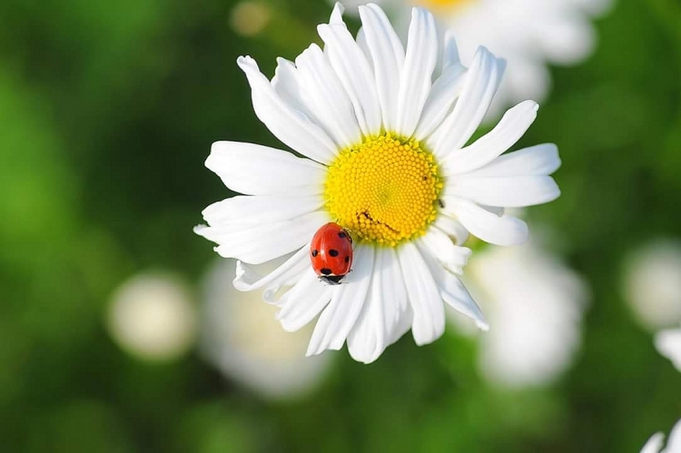 Tử vi ngày 26/5/2023: Tuổi Sửu giành nhiều lợi thế, tuổi Dậu trở thành trung tâm Tử vi ngày 26/5/2023: Tuổi Sửu giành nhiều lợi thế, tuổi Dậu trở thành trung tâm