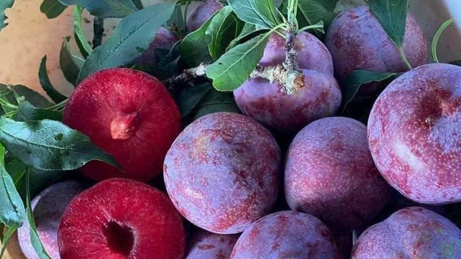 Mận Pu Nhi có gì đặc biệt mà được săn mua hàng đầu?