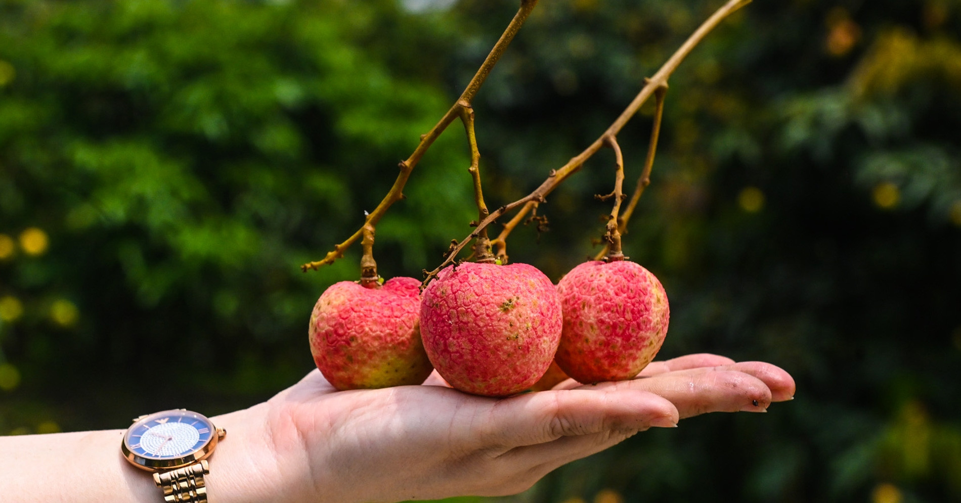 Loại vải thiều đặc biệt: Khách tranh mua, thu 800 triệu/ha dân vẫn ngại trồng