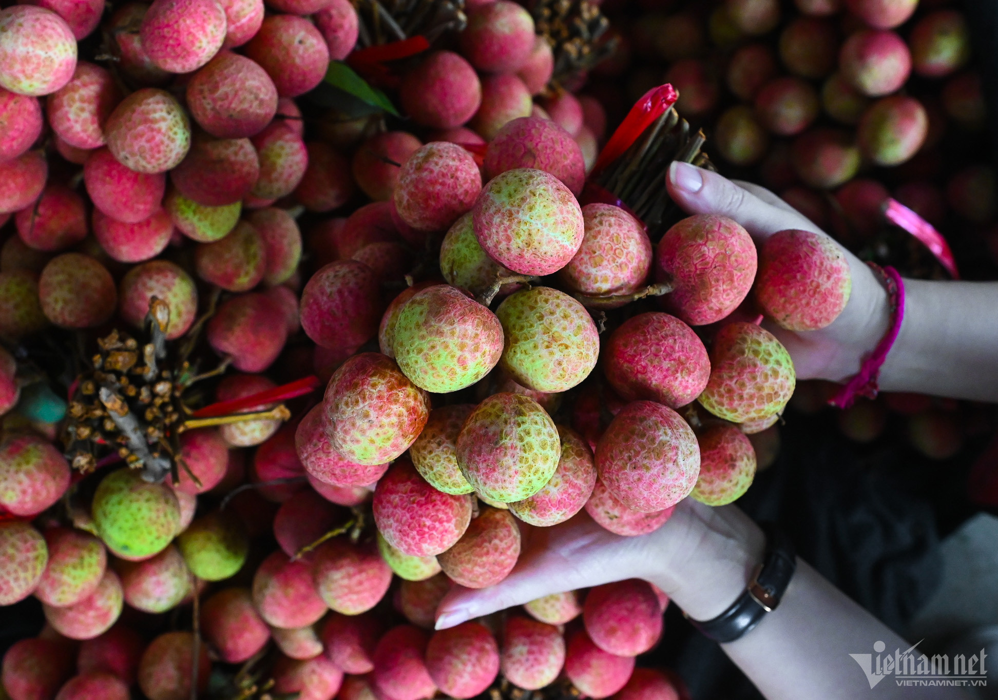 Loại vải thiều đặc biệt: Khách tranh mua, thu 800 triệu/ha dân vẫn ngại trồng