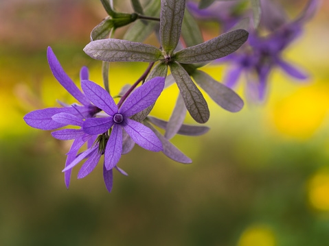 Tử vi ngày 31/5/2023: Tuổi Tý làm gì cũng thuận, tuổi Mão dễ gặp hung hiểm