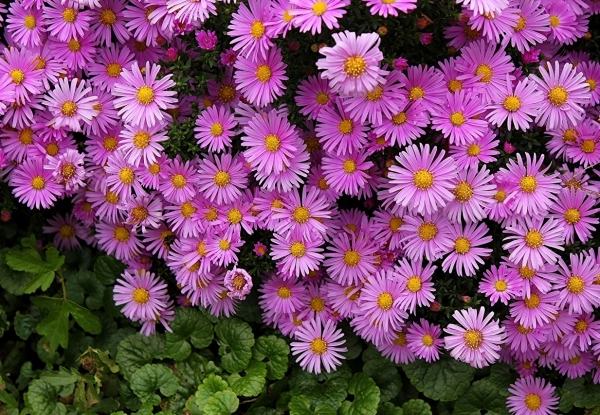 Tử vi ngày 1/6/2023: Tuổi Sửu không ngại thử sức, tuổi Dậu vướng phải sai lầm