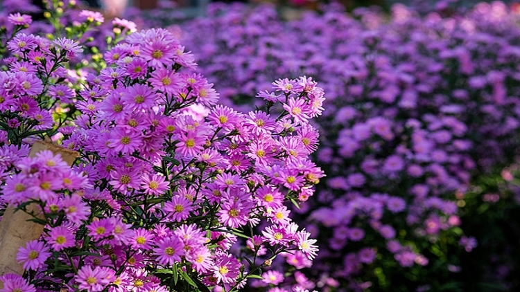 Tử vi ngày 1/6/2023: Tuổi Sửu không ngại thử sức, tuổi Dậu vướng phải sai lầm