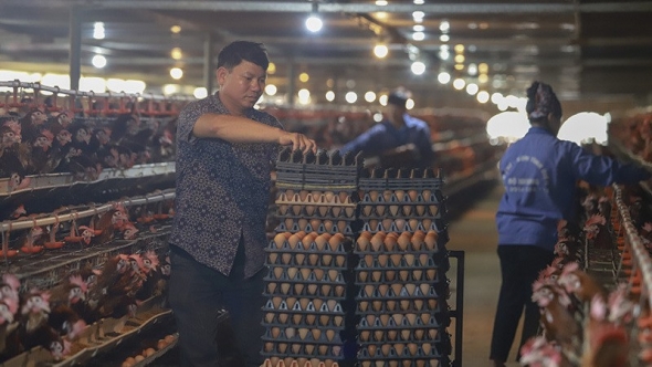 Người nuôi gia cầm gồng lỗ nặng suốt nửa năm vì hàng lậu tràn về