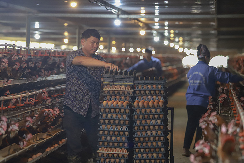 Người nuôi gia cầm gồng lỗ nặng suốt nửa năm vì hàng lậu tràn về
