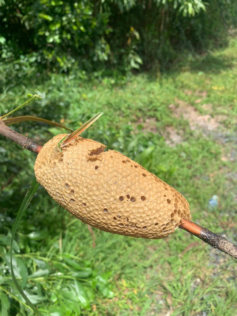 Shark Bình vừa lộ clip cầu hôn Phương Oanh, vợ cũ có động thái đáng chú ý Shark Bình vừa lộ clip cầu hôn Phương Oanh, vợ cũ có động thái đáng chú ý