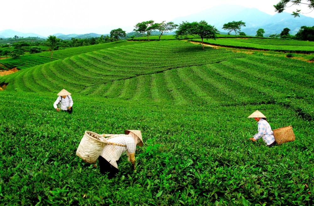 Đại Từ - Th&amp;aacute;i Nguy&amp;ecirc;n: Quy hoạch 5 v&amp;ugrave;ng sản xuất ch&amp;egrave; tập trung quy m&amp;ocirc; lớn gần 5.000 ha - Ảnh 1