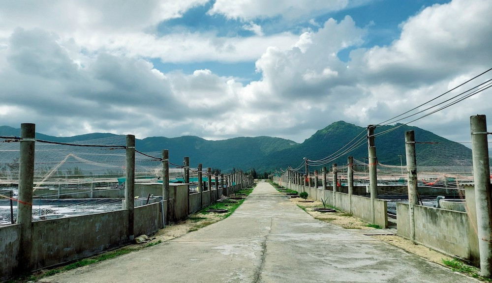 Ứng dụng công nghệ cao, nông dân Bình Định thu triệu USD từ nuôi tôm anh 2.jpg