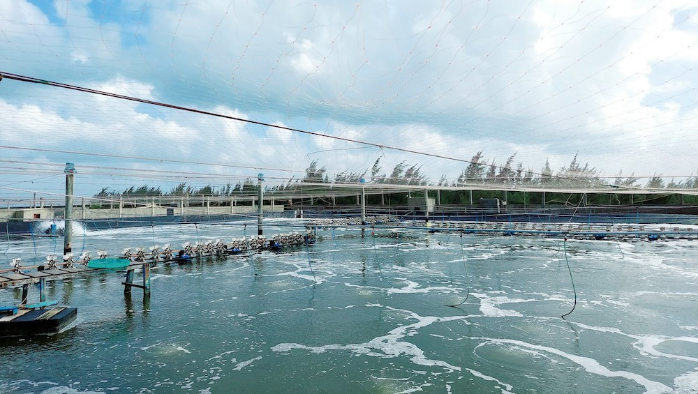 Ứng dụng công nghệ cao, nông dân Bình Định thu triệu USD từ nuôi tôm anh 3.jpg