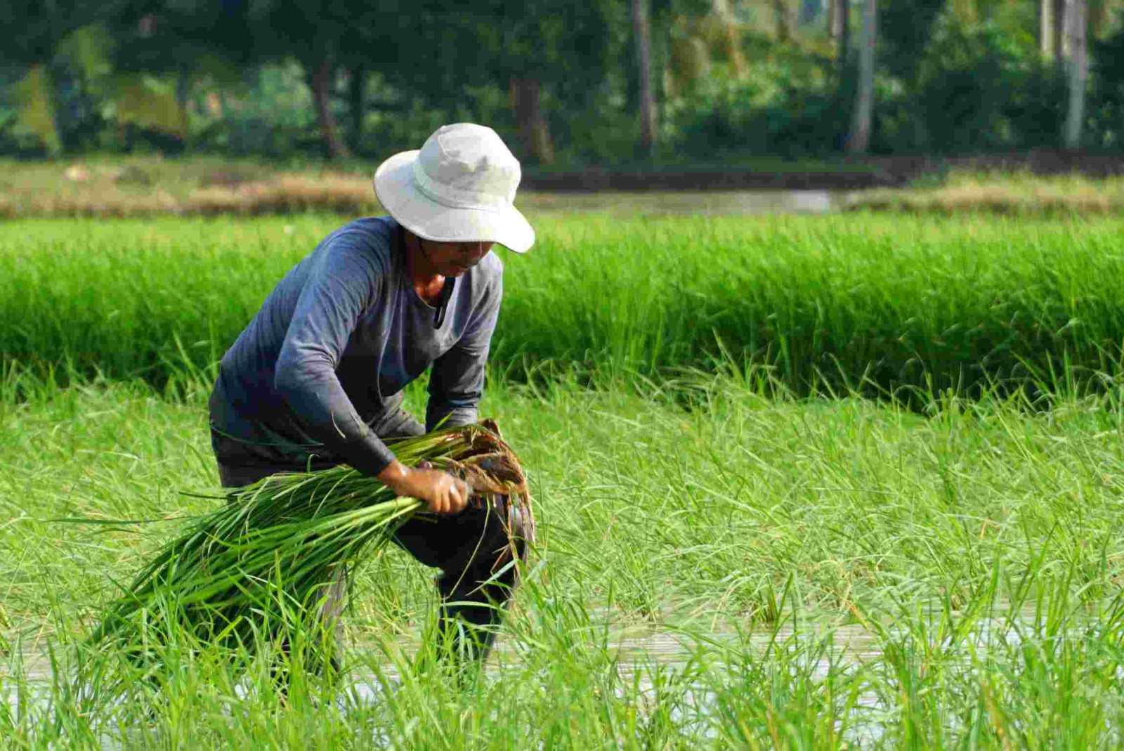 S&amp;oacute;c Trăng ứng dụng chuyển đổi số, hướng đến ph&amp;aacute;t triển n&amp;ocirc;ng nghiệp bền vững - Ảnh 1