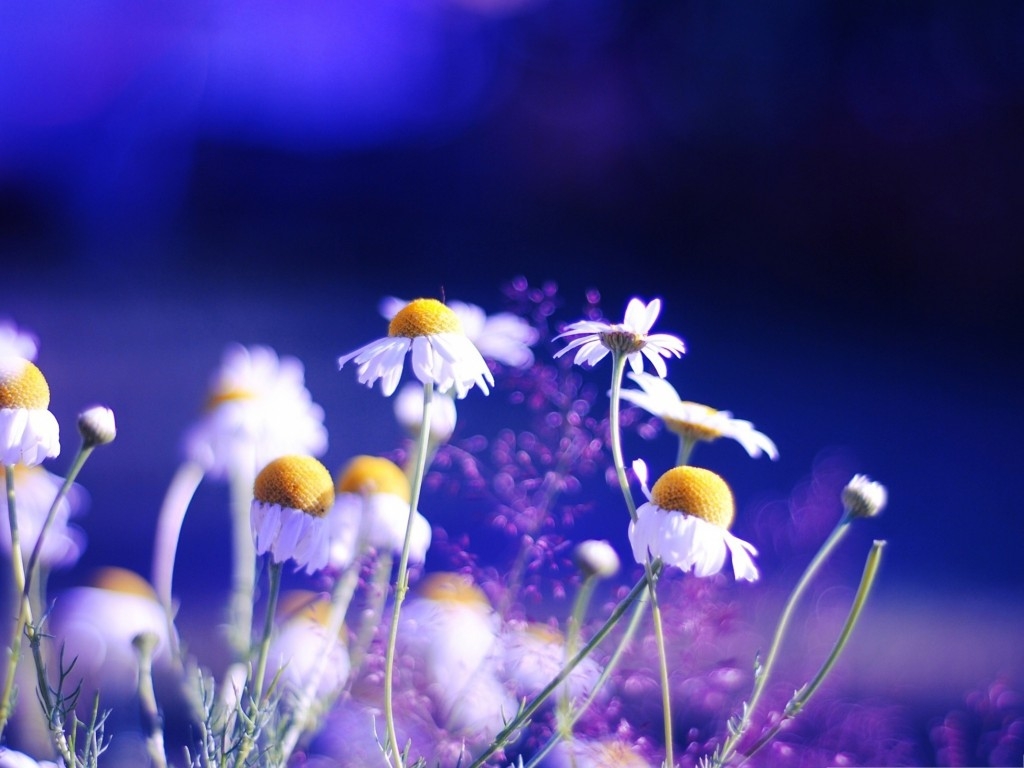 Tử vi ngày 2/1/2023: Tuổi Ngọ tin vui thăng tiến, tuổi Mùi khẳng định vị thế Tử vi ngày 2/1/2023: Tuổi Ngọ tin vui thăng tiến, tuổi Mùi khẳng định vị thế