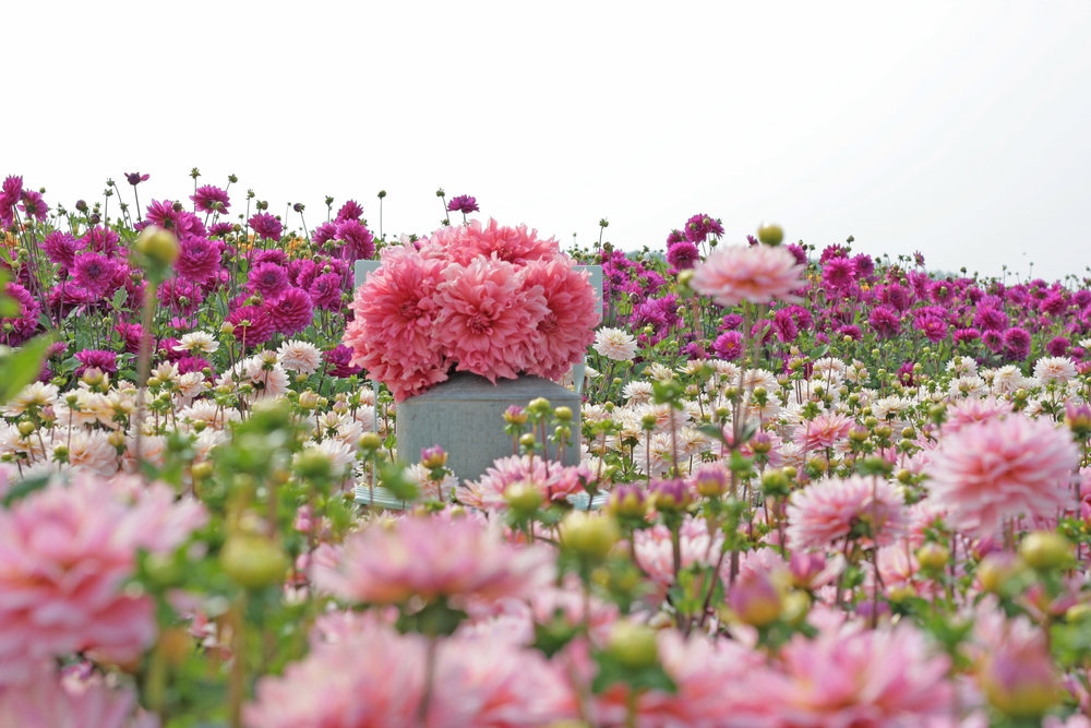 Tử vi ngày 3/1/2023: Tuổi Tý cần phải cẩn trọng, tuổi Dậu mơ mộng quá đà