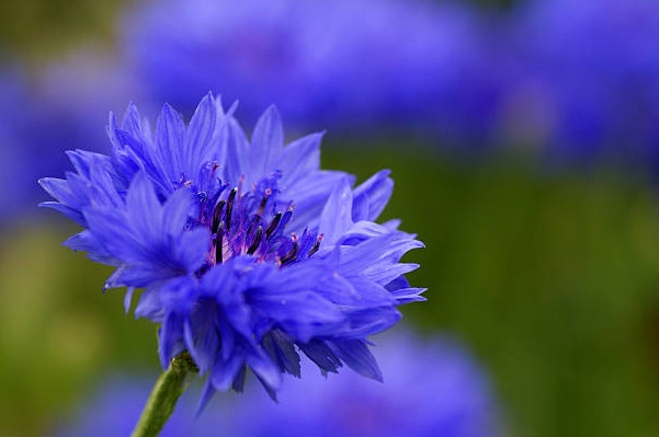 Tử vi ngày 5/1/2023: Tuổi Thìn bước tiến đáng kể, tuổi Ngọ may mắn tài lộc