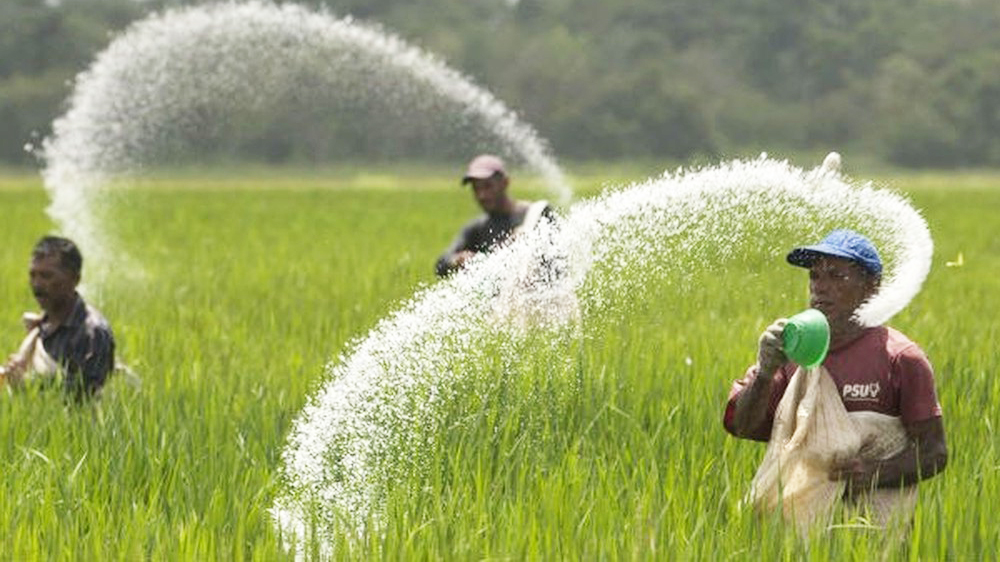 Giá phân bón hôm nay 6/1: Urê giảm mạnh