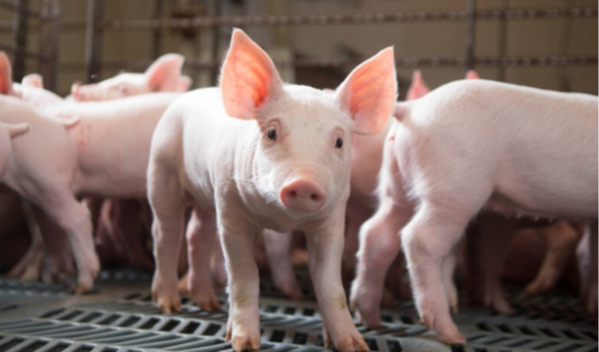 Giá heo hơi hôm nay 9/1: Mức giá cao nhất ghi nhận là 54.000 đồng/kg