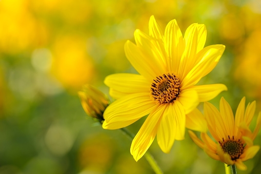 Tử vi ngày 12/1/2023: Tuổi Sửu quyết định sai lầm, tuổi Thìn thành công rực rỡ Tử vi ngày 12/1/2023: Tuổi Sửu quyết định sai lầm, tuổi Thìn thành công rực rỡ