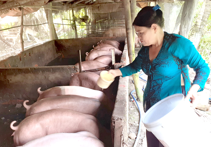 Giá heo hơi hôm nay 14/1: Mức thu mua cao nhất 54.000 đồng/kg