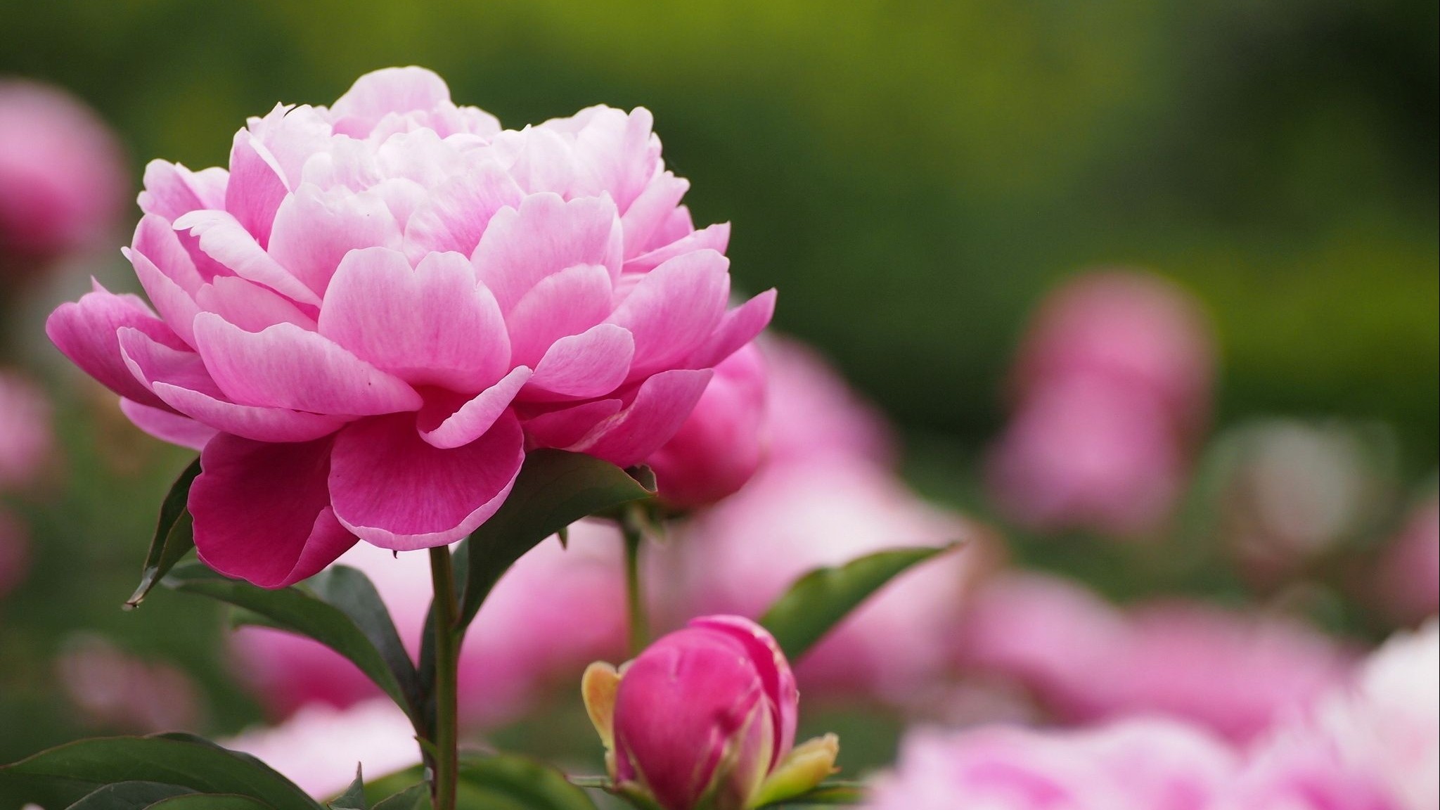 Tử vi ngày 16/1/2023: Tuổi Tý thành quả xứng đáng, tuổi Hợi khẳng định vị thế