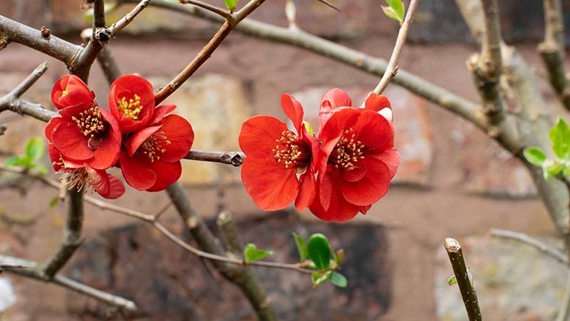 Tử vi ngày 17/1/2023: Tuổi Sửu tiền sẽ về túi, tuổi Mão đạt điều mong muốn