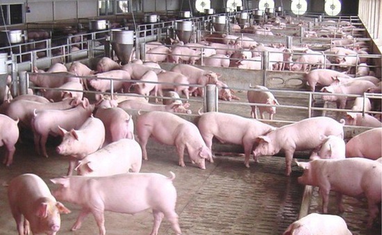 Giá heo hơi hôm nay 17/1: Điều chỉnh tăng