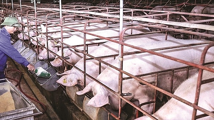 Giá heo hơi hôm nay 20/1: Dao động trong khoảng 51.000-54.000 đồng/kg