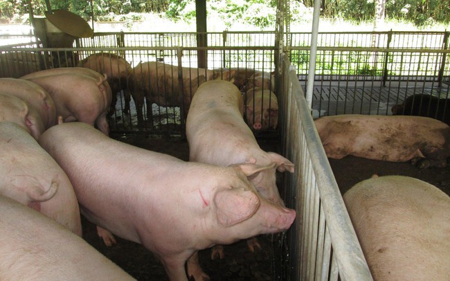 Giá heo hơi hôm nay 28/1: Thị trường ổn định