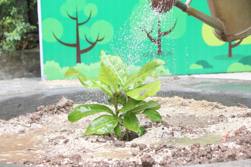 Nâng cao ý thức bảo vệ môi trường từ mô hình 'Đổi giấy lấy cây' Nâng cao ý thức bảo vệ môi trường từ mô hình 'Đổi giấy lấy cây' ảnh 3