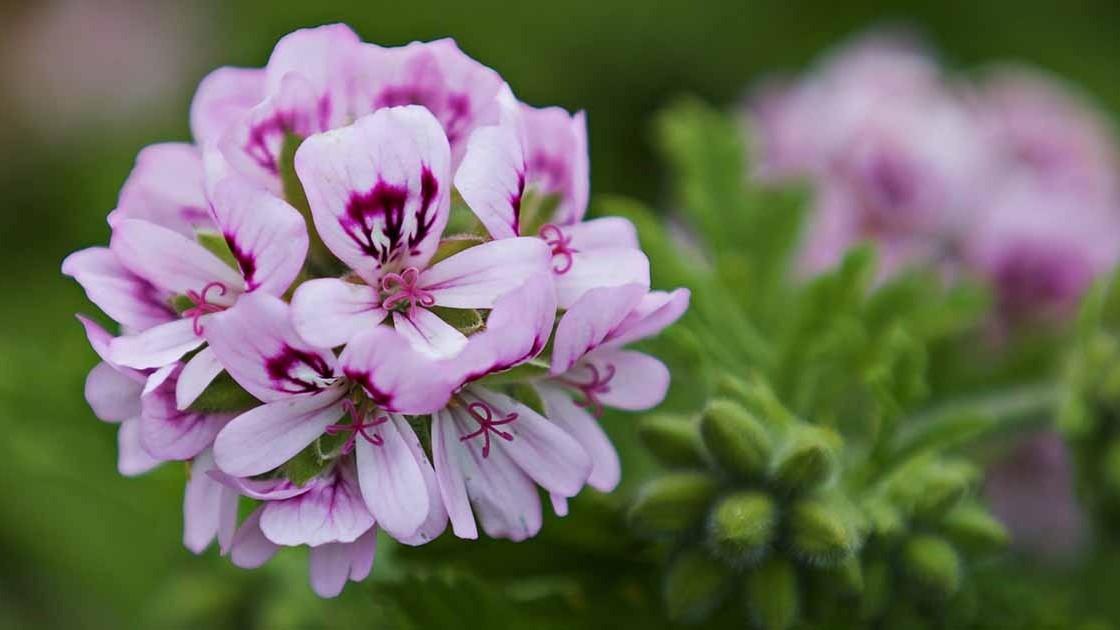 Tử vi ngày 29/1/2023: Tuổi Mão vận khí đương vượng, tuổi Dần tình cảm chuyển biến