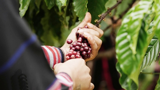 Giá cà phê hôm nay 30/1: Thị trường thế giới cũng liên tục tăng Giá cà phê hôm nay 30/1: Thị trường thế giới cũng liên tục tăng