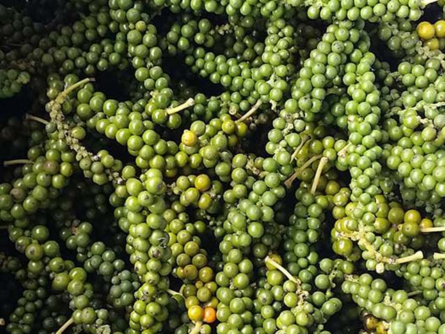 Giá tiêu hôm nay 31/1: Giá tiêu phục hồi trong năm 2023.