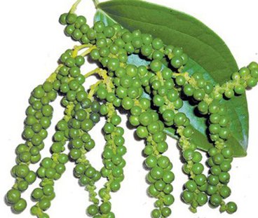 Giá tiêu hôm nay 11/9: Không có biến động