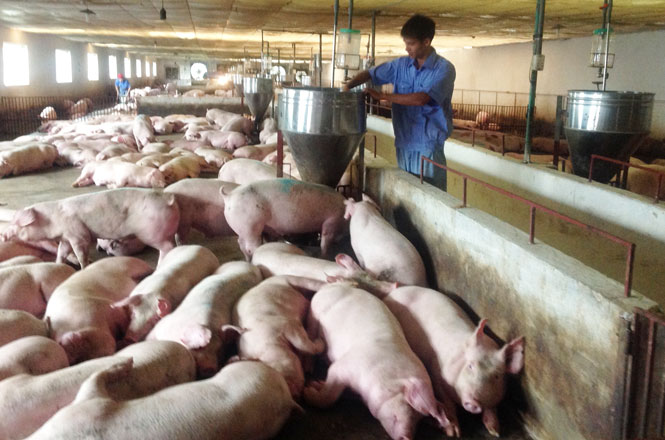 Giá lợn heo hơi hôm nay 11/9: Thị trường ảm đạm