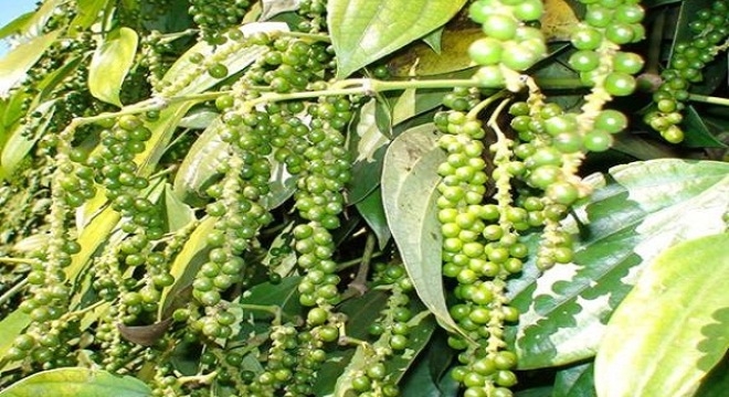 Giá tiêu hôm nay 16/9: Giảm tại khu vực Tây Nguyên