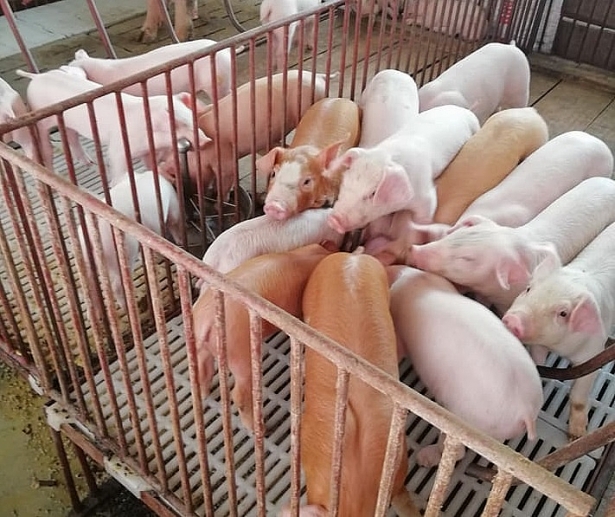 Giá lợn heo hơi hôm nay 22/9: Tiếp tục giảm mạnh