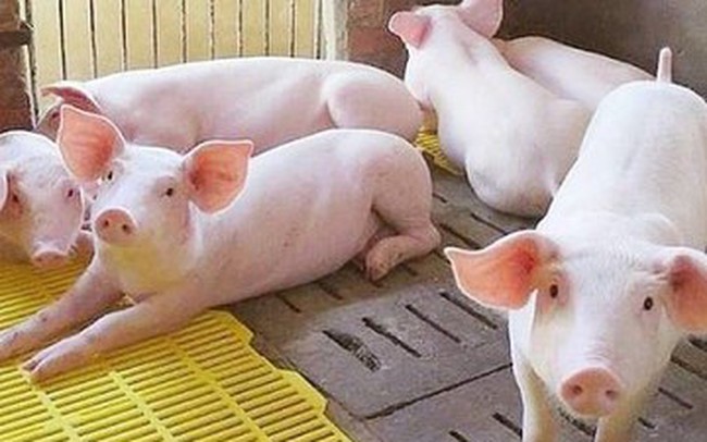 Giá lợn heo hơi hôm nay 25/9: Tiếp tục xu hướng giảm