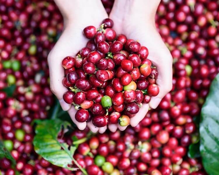 Giá cà phê hôm nay 25/9: Giảm nhẹ 100 đồng/kg