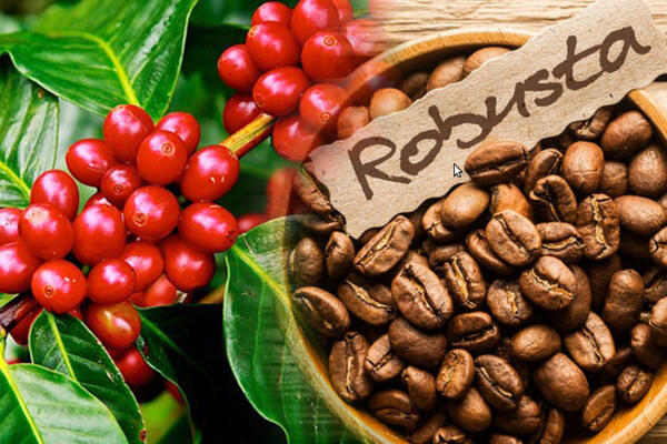 Giá cà phê hôm nay 26/9: Robusta ở mức cao