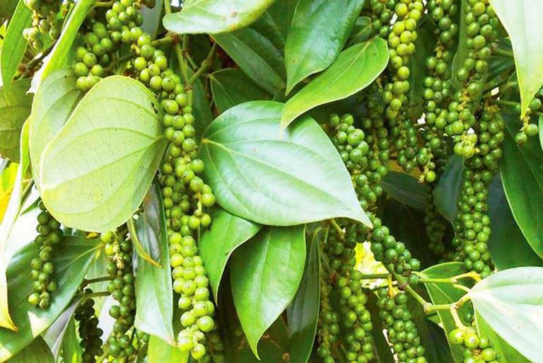 Giá tiêu hôm nay 26/9: Thị trường trong nước không thay đổi
