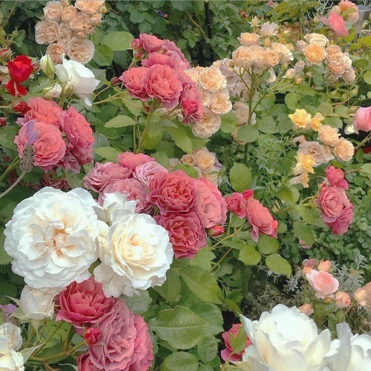 Tử vi 12 con giáp ngày 15/10/2022: Tuổi Dậu áp lực công việc, tuổi Mão gặp nhiều may mắn