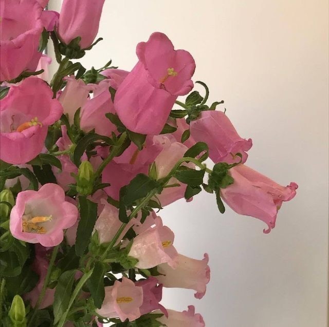 Tử vi 12 con giáp ngày 21/10/2022: Tuổi Dậu tin vui tài chính, tuổi Thìn không được chủ quan