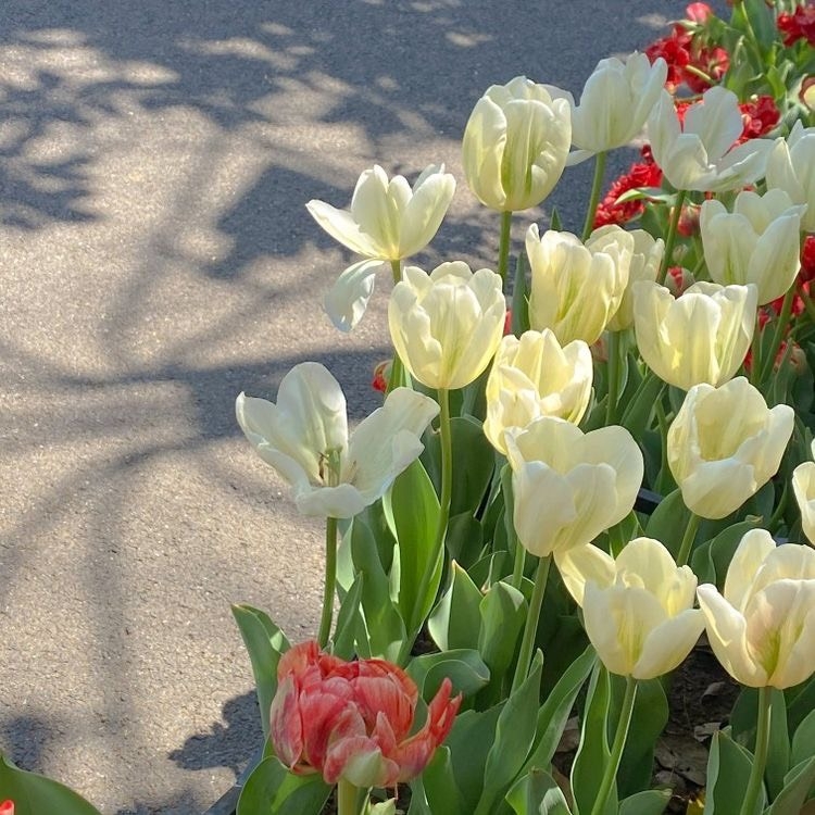 Tử vi 12 con giáp ngày 25/10/2022: Tuổi Tỵ gặp nhiều bất lợi, tuổi Mùi công việc thuận lợi